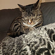 Jacob is registered to the contest to win money with this photo: cat, tabby, indoor, blanket, couch, feline, pet, relaxed, sleeping, cozy, fur, whiskers, ears, animal, resting, home, comfort, closeup, patterned_blanket, soft_texture