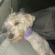 Bella joined the competition — help win amazing prizes! dog, sleeping, blanket, purple_collar, jewels, cozy, pet, fur, cute, resting, indoors, closeup, animal, relaxed, napping, whiskers, snout, ears, small_dog, comfort
