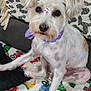 Bella is registered to the contest to win money with this photo: dog, white_dog, purple_bandana, decorative_gems, indoor, blanket, colorful_blanket, cartoon_cars, cute, pet, animal, sitting, fur, ears, eyes, nose, paw, sofa, cushion, home