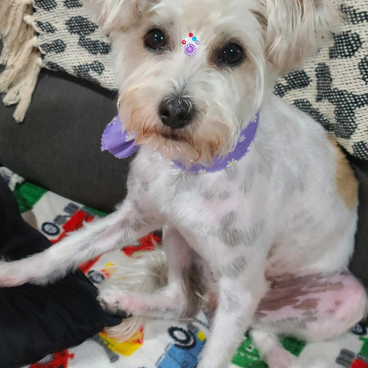Bella is registered to the contest to win money with this photo: animal, blanket, cartoon_cars, colorful_blanket, cushion, cute, decorative_gems, dog, ears, eyes, fur, home, indoor, nose, paw, pet, purple_bandana, sitting, sofa, white_dog