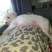 Bella is registered to the contest to win money with this photo: cozy, curtain, cushion, daylight, dog, floor, fluffy, furniture, home, indoor, lamp, laying_down, leopard_print, looking_out, pet, relaxed, resting, side_view, white_dog, window