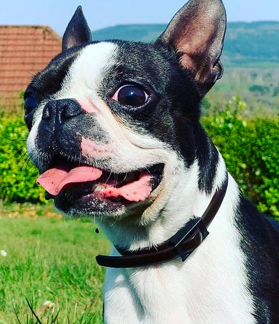 George joined the competition — help win amazing prizes! boston_terrier, bulldog, canidae, carnivore, collar, companion_dog, dog, dog_breed, dog_collar, fashion_accessory, fawn, grass, human_body, leash, plant, sky, snout, sporting_group, whiskers, working_animal