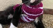 Red is registered to the contest to win money with this photo: kitten, cat, black_and_white, pet, fur, whiskers, sweater, striped, carpet, indoor, curious, young, cute, paw, texture, wall, cozy, animal, mammal, looking_up