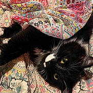 Red is registered to the contest to win money with this photo: cat, black_and_white, pet, animal, feline, green_eyes, whiskers, fur, blanket, patterned_fabric, colorful, cozy, resting, indoor, cute, closeup, soft, comfort, texture, relaxed