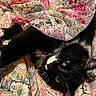 cat, black_and_white, pet, animal, feline, green_eyes, whiskers, fur, blanket, patterned_fabric, colorful, cozy, resting, indoor, cute, closeup, soft, comfort, texture, relaxed