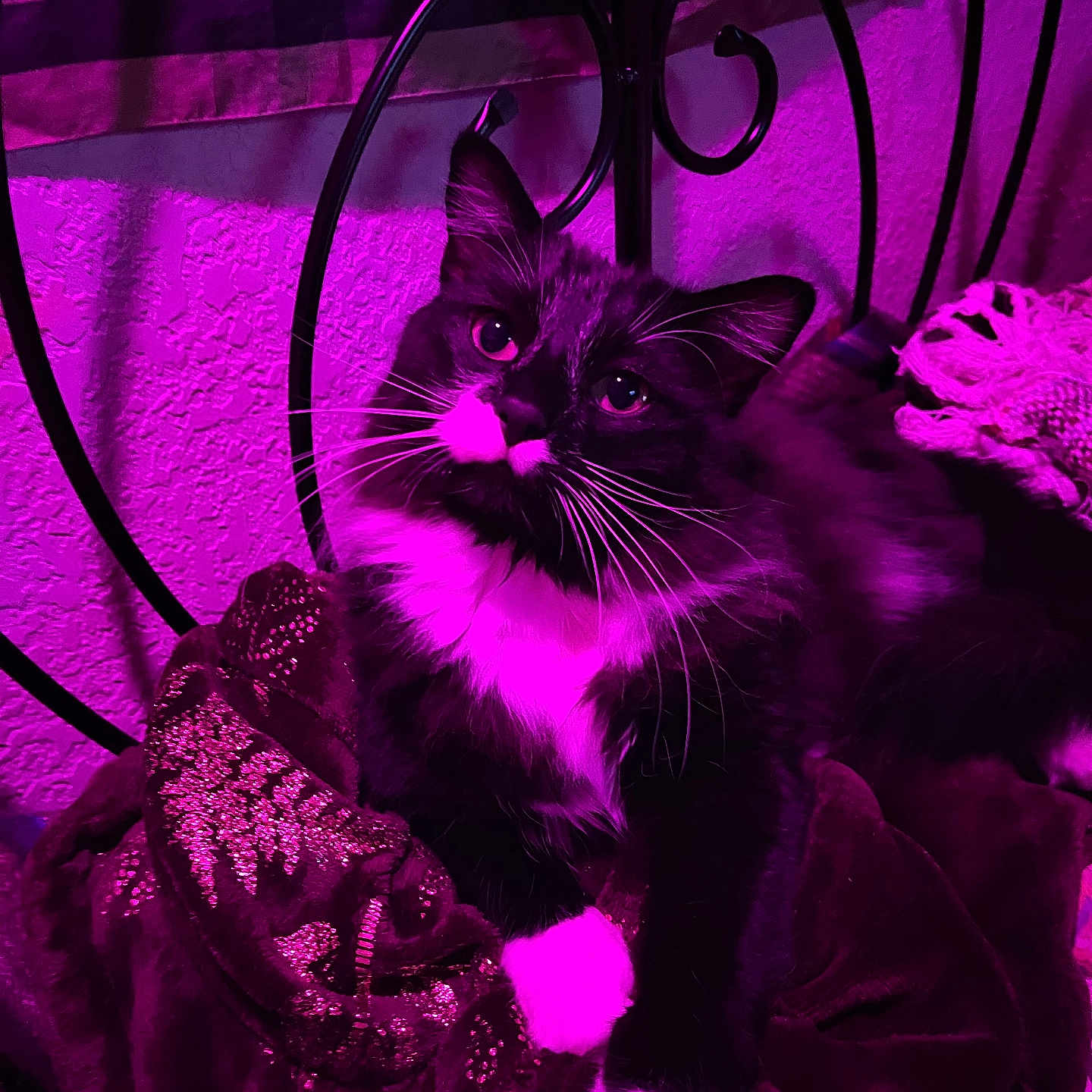 Red is registered to the contest to win money with this photo: cat, tuxedo_cat, indoor, blanket, purple_light, whiskers, feline, pet, fur, paws, bed, headboard, wall, texture, pattern, resting, closeup, curious, domestic_animal, cozy