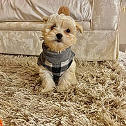 Bella joined the competition — help win amazing prizes! adorable, animal, brown, carpet, cozy, cute, dog, fluffy, furniture, hat, home, indoors, living_room, pet, puppy, small_dog, soft, sweater, toy, white