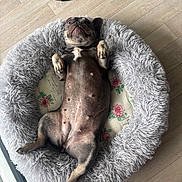 Roxie participe au concours pour gagner de l'argent avec cette photo : animal, bed, canine, comfort, cute, dog, domestic, ears, floor, fluffy_bed, fur, indoor, lying_down, nose, paws, pet, pink_nipples, relaxed, resting, sleepy