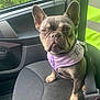 Roxie a rejoint le concours — aidez-le/la à gagner de superbes lots ! animal, canine, car, car_seat, cute, dog, ear, expression, french_bulldog, fur, greenery, harness, indoor, paw, pet, seatbelt, sitting, snout, vehicle_interior, window
