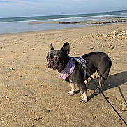 Roxie a rejoint le concours — aidez-le/la à gagner de superbes lots ! animal, beach, cloudy, coast, daytime, dog, french_bulldog, grumpy_expression, harness, leash, nature, ocean, outdoor, pet, rocks, sand, sky, standing, sunlight, water