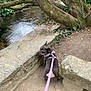 Roxie participe au concours pour gagner de l'argent avec cette photo : brown_dog, canine, curious, daytime, dirt_path, dog, greenery, ivy, leash, moss, nature, outdoor, park, pet, purple_leash, stone_wall, stream, tree, walking, water