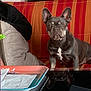 Roxie participe au concours pour gagner de l'argent avec cette photo : animal, black, couch, dog, ears, face, french_bulldog, fur, home, indoor, napkins, orange, pet, pillow, red, reflection, sitting, striped, tray, white