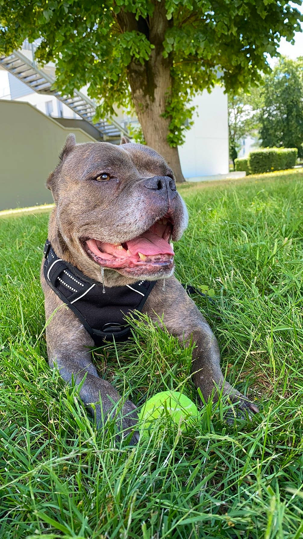 Symba participe au concours pour gagner de l'argent avec cette photo : canidae, carnivore, collar, companion_dog, dog, dog_breed, dog_collar, fawn, grass, grassland, groundcover, gun_dog, liver, plant, sculpture, snout, sporting_group, terrestrial_animal, tree, whiskers