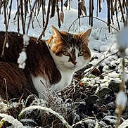 Chewie participe au concours pour gagner de l'argent avec cette photo : cat, snow, winter, outdoor, animal, nature, twigs, icicles, brown, white, fur, eyes, grass, frozen, cold, wildlife, camouflage, mammal, alert, background