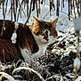cat, snow, winter, outdoor, animal, nature, twigs, icicles, brown, white, fur, eyes, grass, frozen, cold, wildlife, camouflage, mammal, alert, background