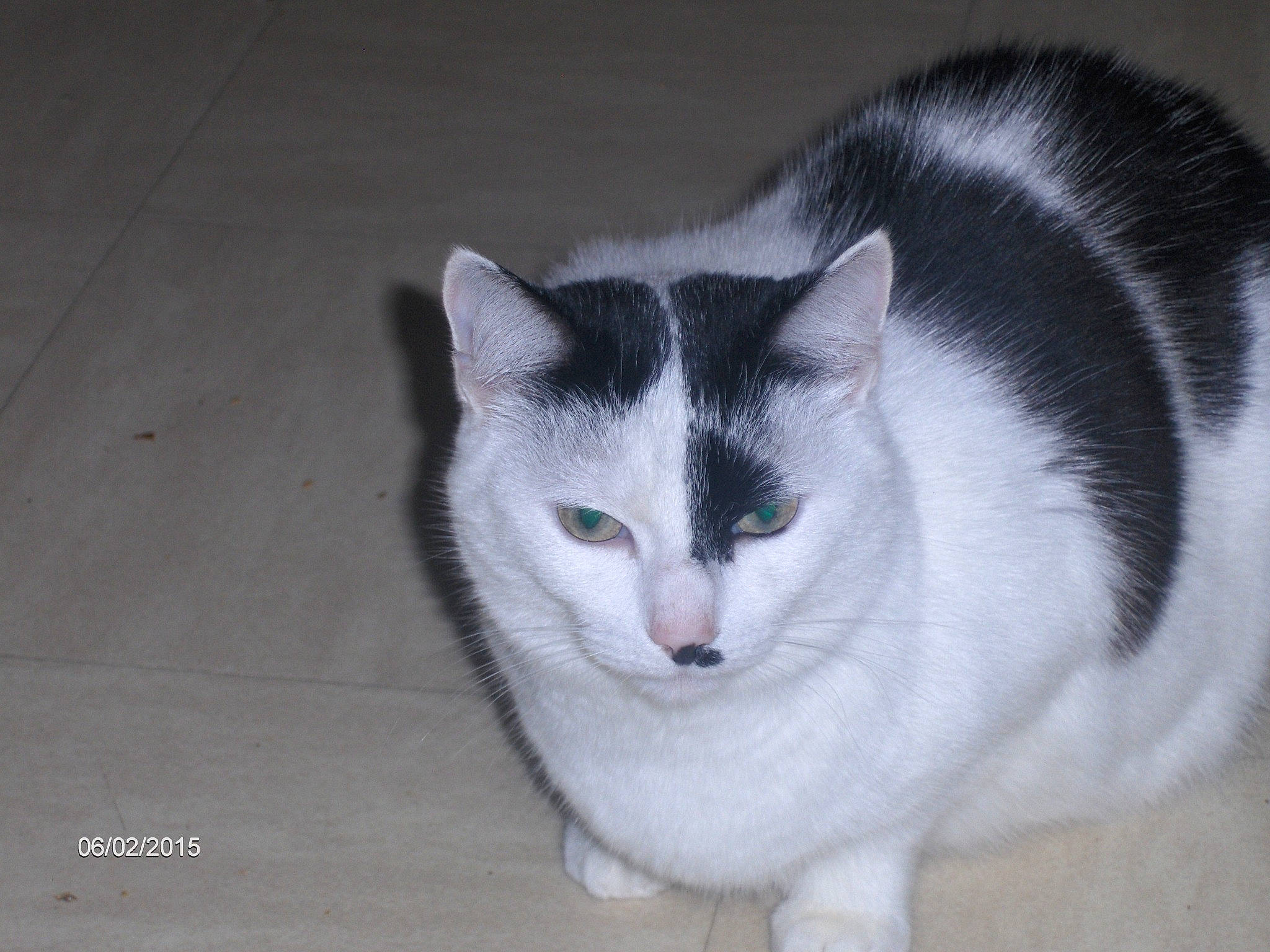 Choupinette participe au concours pour gagner de l'argent avec cette photo : carnivore, cat, domestic_short_haired_cat, eye, felidae, foot, fur, grey, paw, sitting, small_to_medium_sized_cats, snout, tail, tree, whiskers