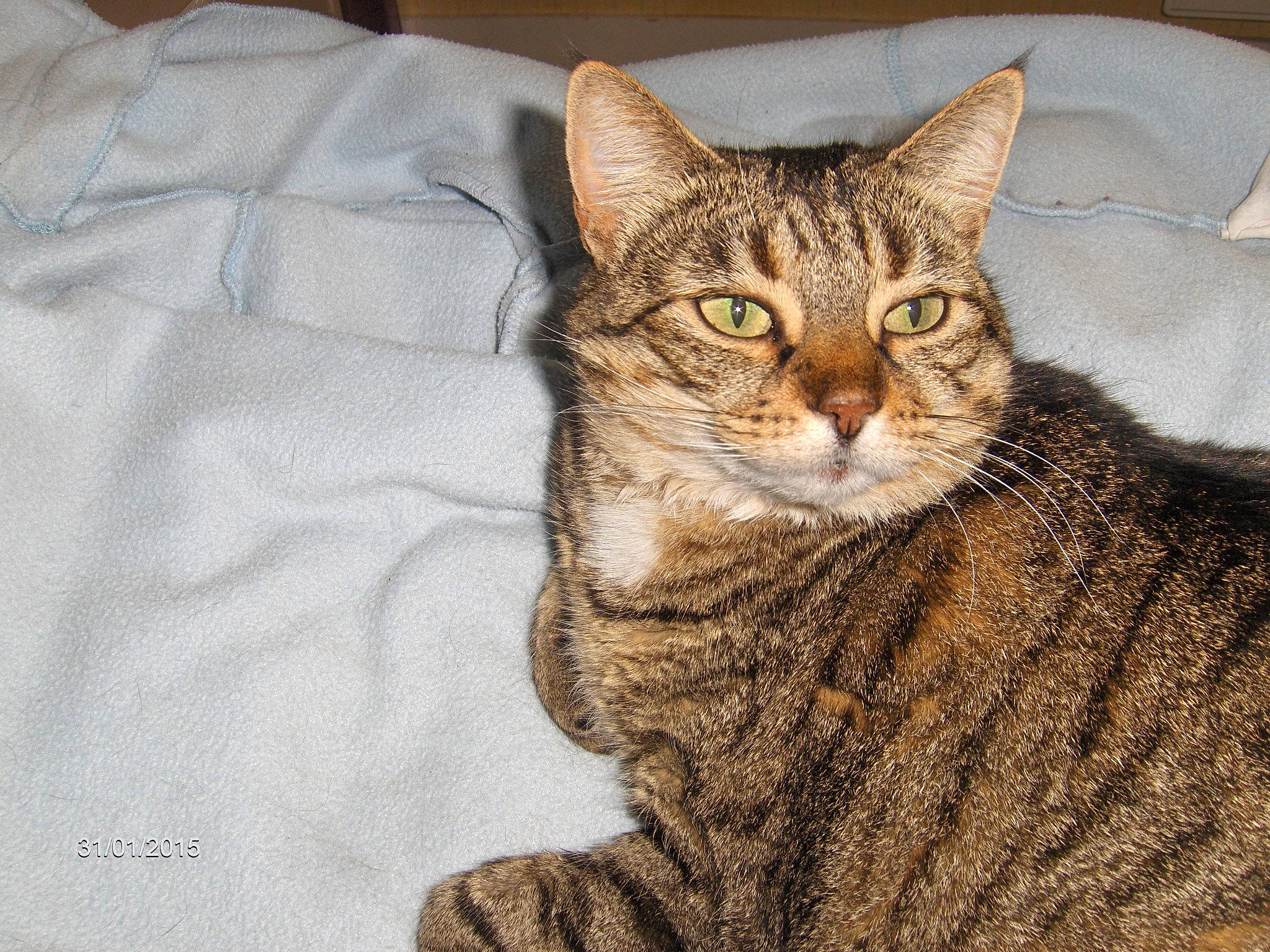 Princesse participe au concours pour gagner de l'argent avec cette photo : carnivore, cat, comfort, domestic_short_haired_cat, eye, felidae, fur, head, sitting, small_to_medium_sized_cats, snout, tail, terrestrial_animal, tree, whiskers