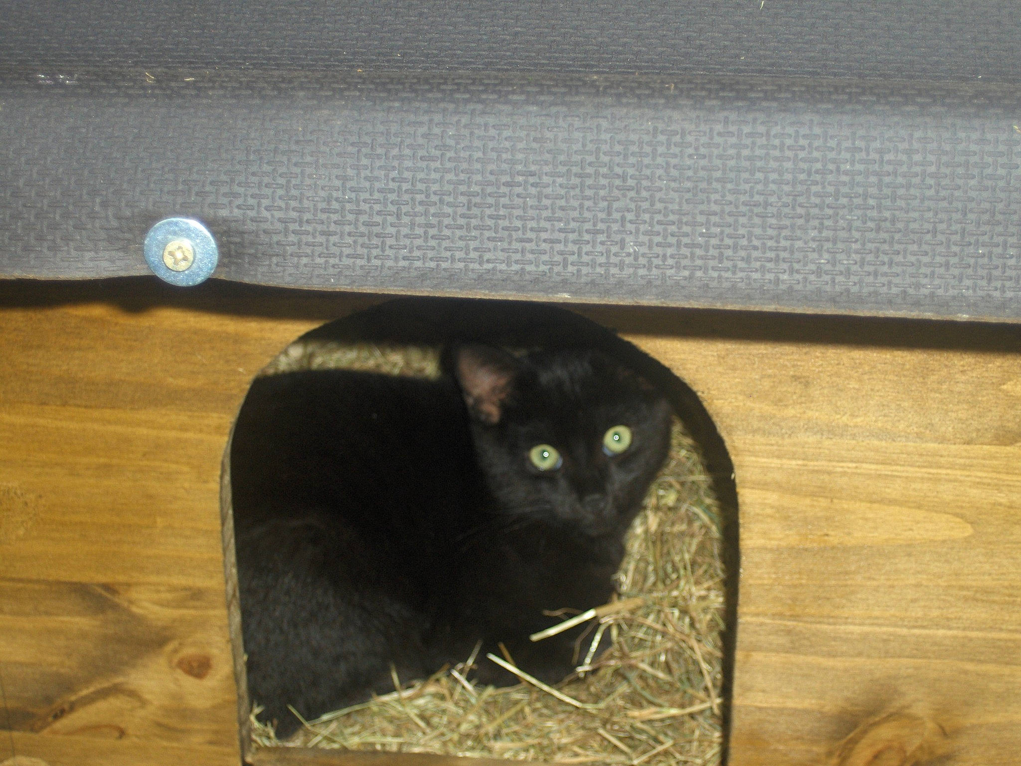 Noiro a rejoint le concours — aidez-le/la à gagner de superbes lots ! black_cat, bombay, carnivore, cat, domestic_short_haired_cat, felidae, flooring, fur, hardwood, plank, plywood, small_to_medium_sized_cats, snout, tail, terrestrial_animal, varnish, whiskers, window, wood, wood_stain