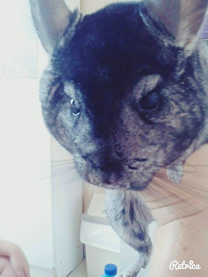 Noiro a rejoint le concours — aidez-le/la à gagner de superbes lots ! black_cat, carnivore, cat, domestic_short_haired_cat, electric_blue, fawn, felidae, fur, russian_blue, small_to_medium_sized_cats, snout, terrestrial_animal, whiskers