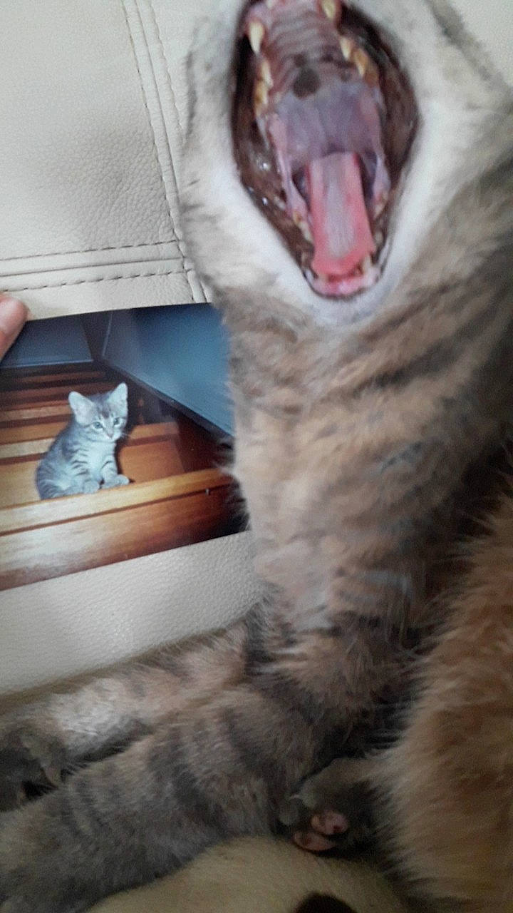 Skippy participe au concours pour gagner de l'argent avec cette photo : canidae, carnivore, cat, claw, facial_expression, felidae, fur, jaw, nose, paw, small_to_medium_sized_cats, snout, whiskers, yawn