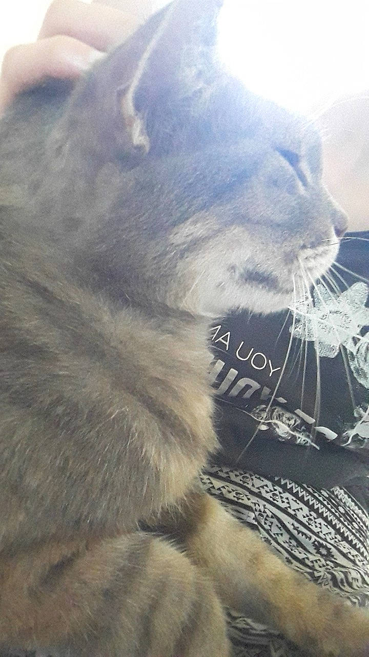 Skippy a rejoint le concours — aidez-le/la à gagner de superbes lots ! british_longhair, british_shorthair, carnivore, cat, cloud, felidae, fur, kitten, persian, sky, small_to_medium_sized_cats, snout, whiskers