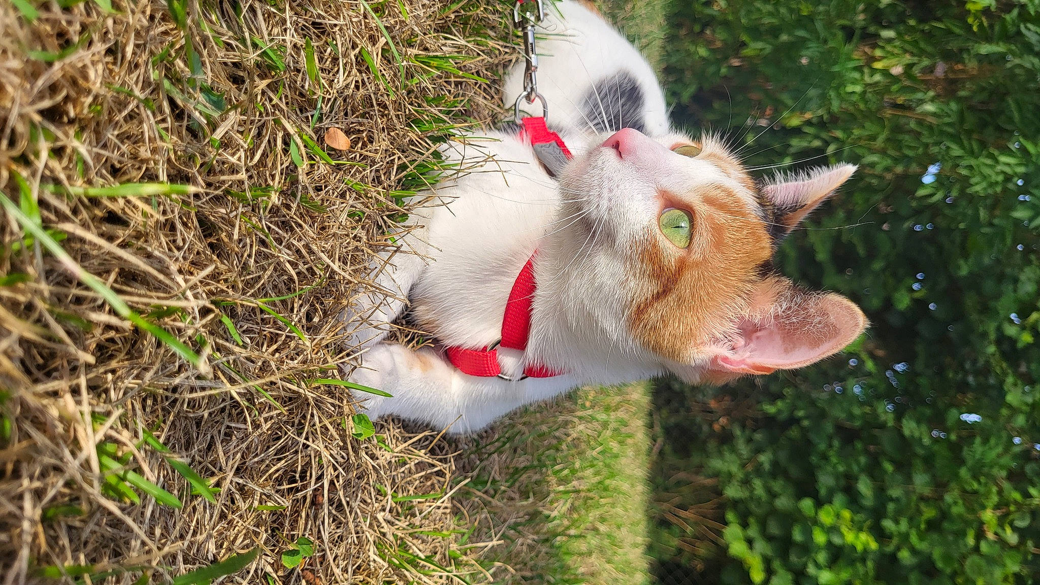 Lila participe au concours pour gagner de l'argent avec cette photo : carnivore, cat, dog_breed, domestic_short_haired_cat, fawn, felidae, fur, goat, goats, grass, livestock, pasture, plant, small_to_medium_sized_cats, snout, sporting_group, tail, terrestrial_animal, whiskers, working_animal