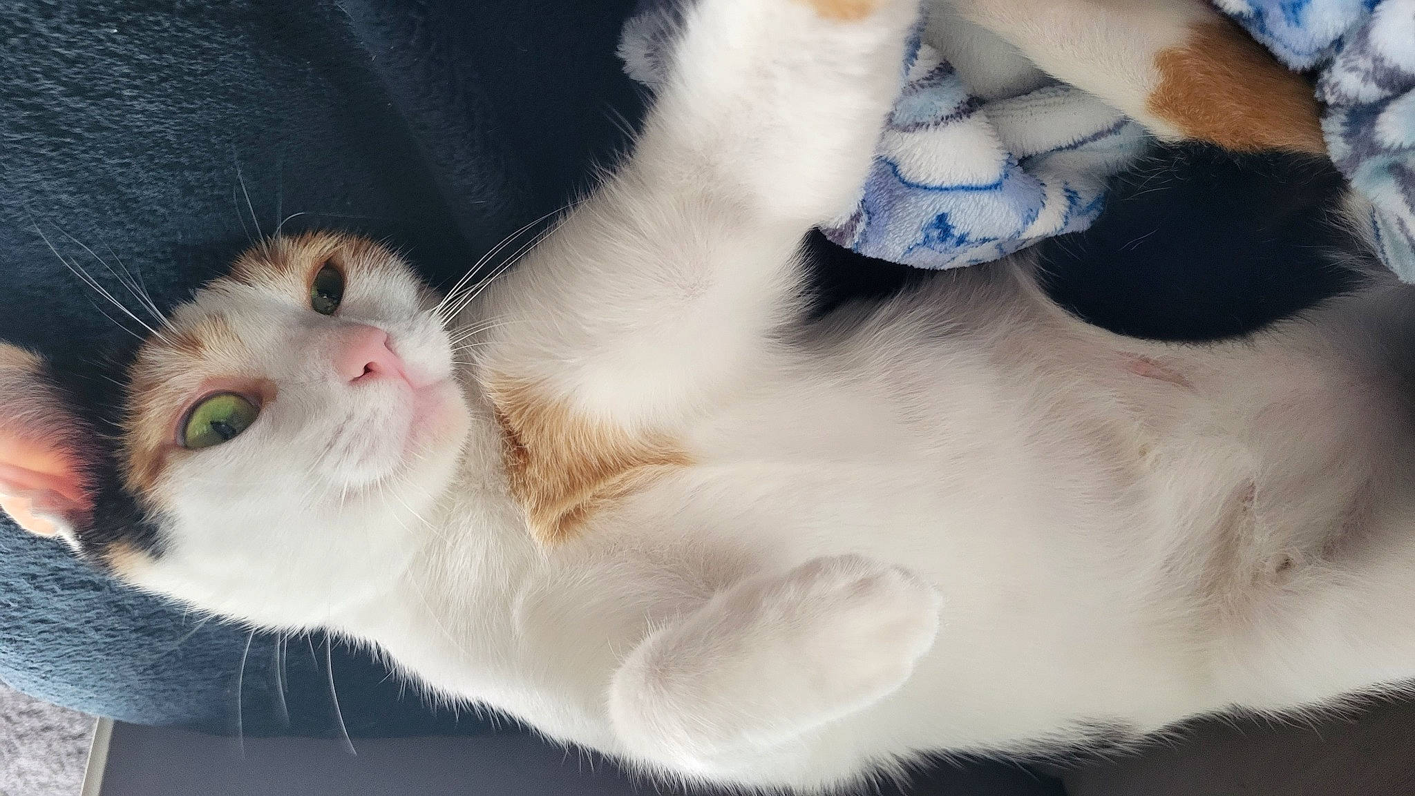 Lila a rejoint le concours — aidez-le/la à gagner de superbes lots ! carnivore, cat, claw, close_up, comfort, domestic_short_haired_cat, eyelash, fawn, felidae, foot, fur, gesture, mammal, nose, paw, small_to_medium_sized_cats, snout, tail, vertebrate, whiskers