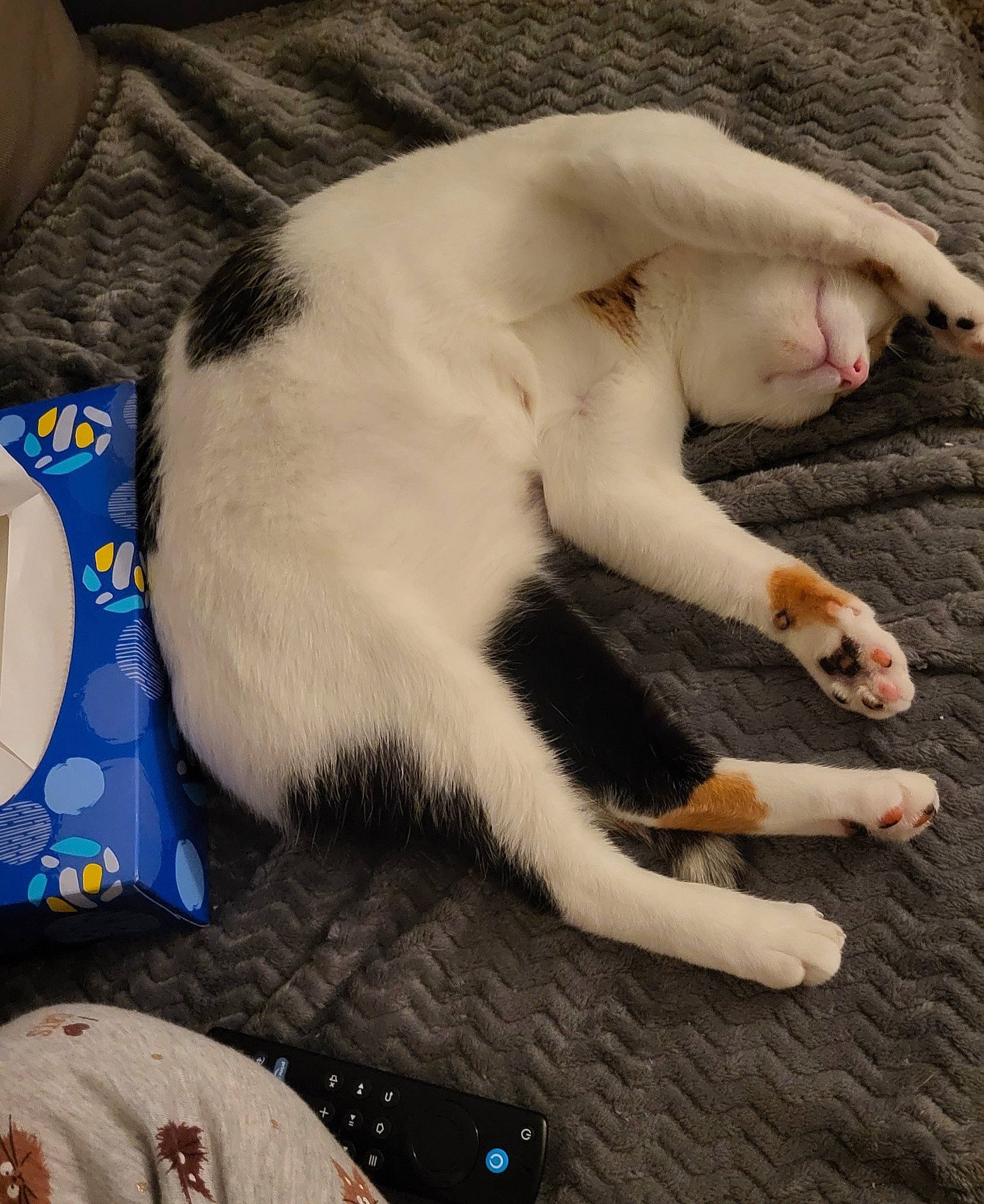 Lila a rejoint le concours — aidez-le/la à gagner de superbes lots ! carnivore, cat, claw, comfort, domestic_short_haired_cat, fang, fawn, felidae, foot, fur, nap, paw, sleep, small_to_medium_sized_cats, snout, tail, terrestrial_animal, whiskers