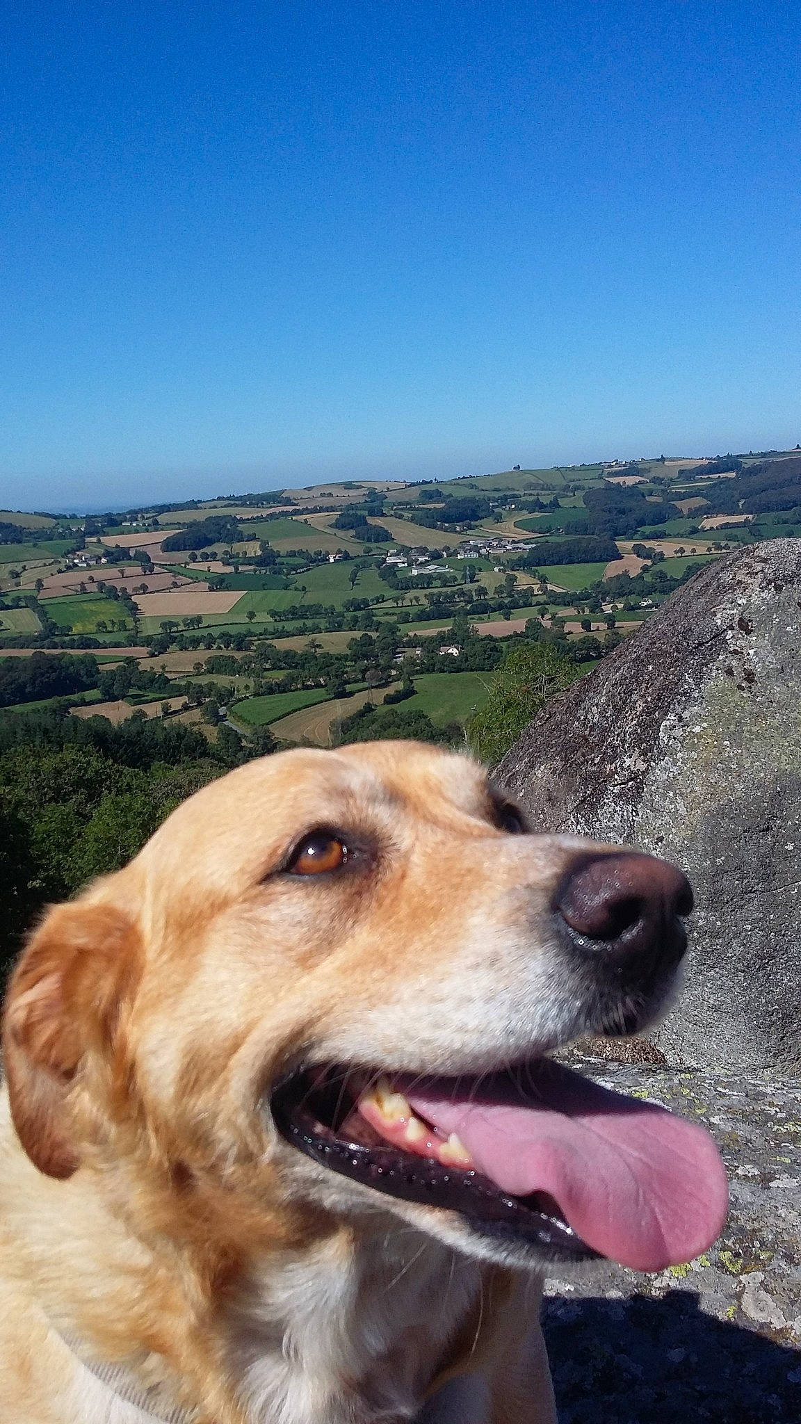 Betty participe au concours pour gagner de l'argent avec cette photo : adventure, canidae, carnivore, companion_dog, dog, dog_breed, golden_retriever, hunting_dog, mammal, retriever, snout, sporting_group