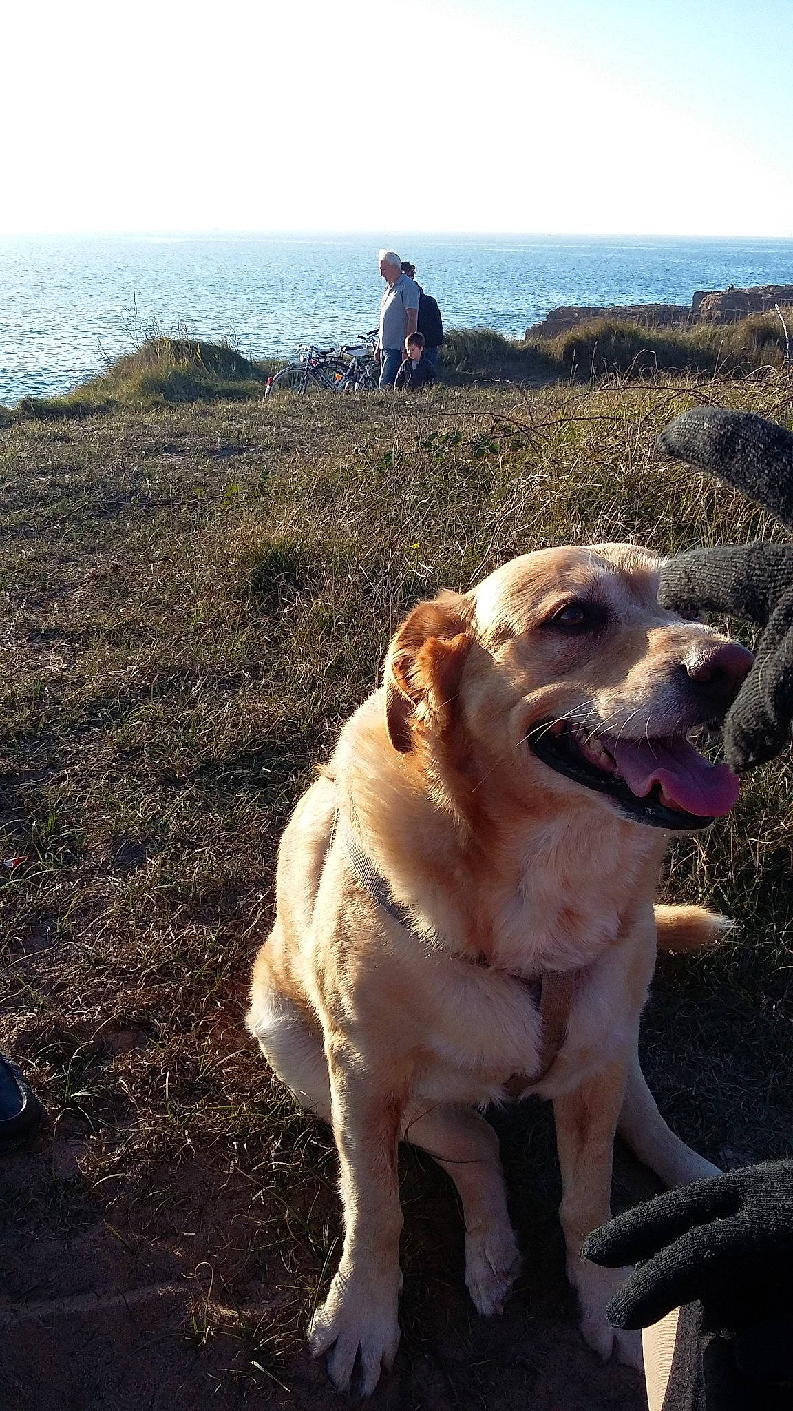 Betty participe au concours pour gagner de l'argent avec cette photo : adventure, anatolian_shepherd_dog, canidae, carnivore, central_asian_shepherd_dog, dog, dog_breed, dog_walking, fawn, kangal_dog, labrador_retriever, mammal, retriever, sporting_group, vertebrate