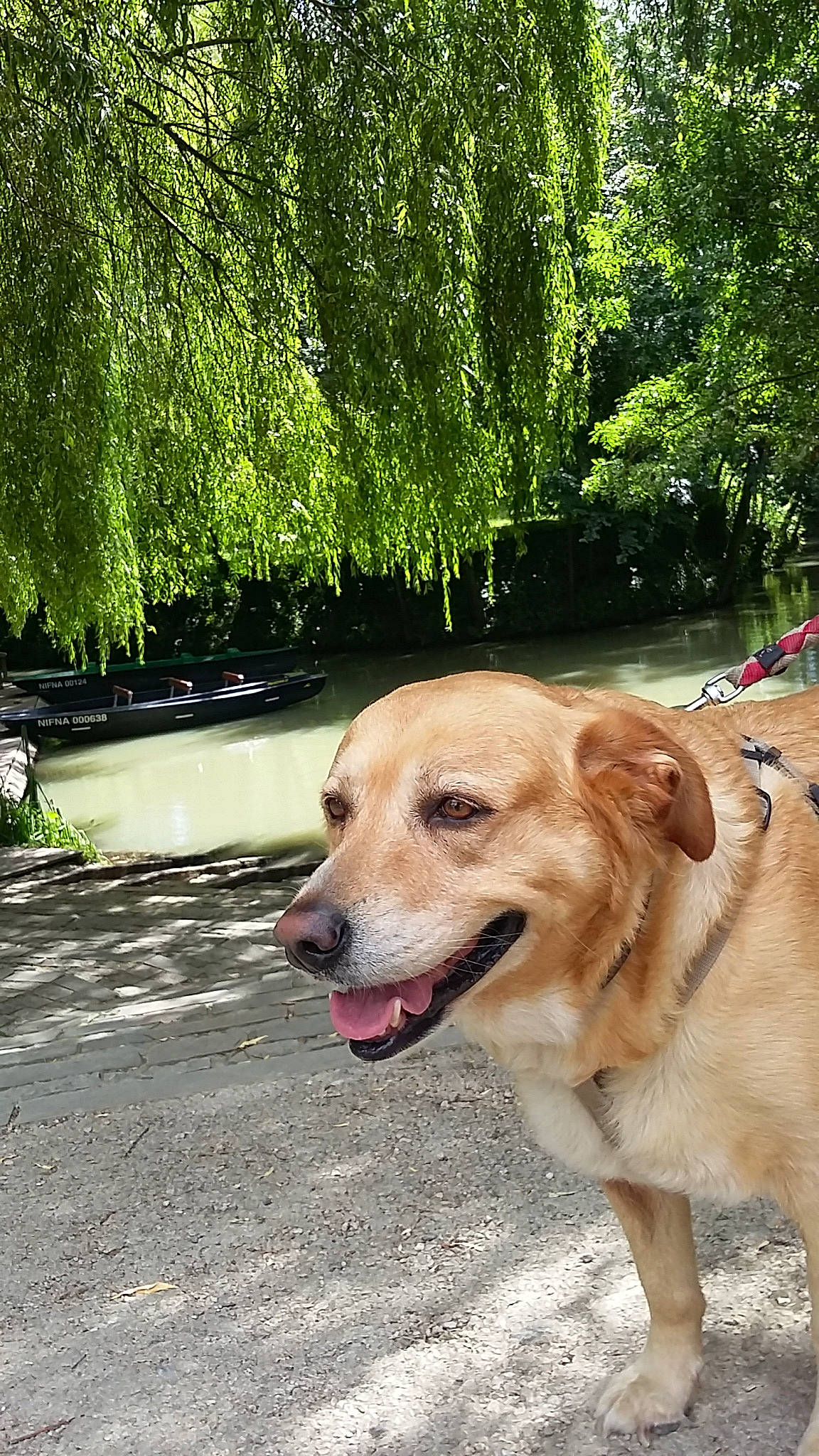 Betty participe au concours pour gagner de l'argent avec cette photo : canidae, carnivore, companion_dog, dog, dog_breed, fawn, golden_retriever, labrador_retriever, mammal, plant, potcake_dog, retriever, snout, sporting_group, street_dog, tree, vertebrate