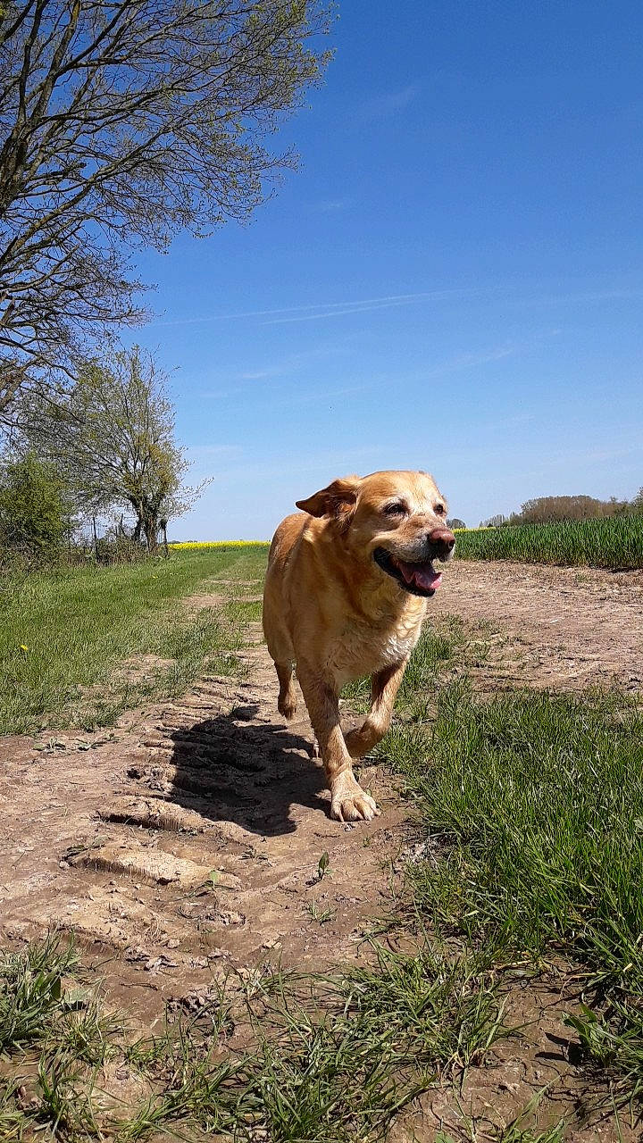 Betty participe au concours pour gagner de l'argent avec cette photo : adventure, canidae, carnivore, dog, dog_breed, fawn, golden_retriever, hunting_dog, labrador_retriever, mammal, retriever, snout, sporting_group, vertebrate, wildlife