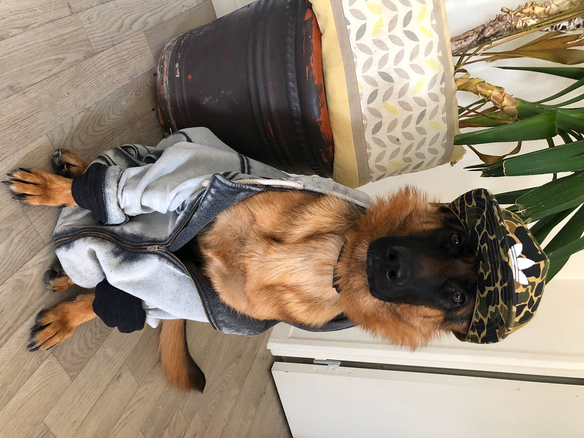 Princesse participe au concours pour gagner de l'argent avec cette photo : bag, baggage, barefoot, comfort, companion_dog, dog_breed, dress, eyewear, flooring, foot, fur, hat, human_leg, luggage_and_bags, nap, sitting, street_fashion, sunglasses, wood