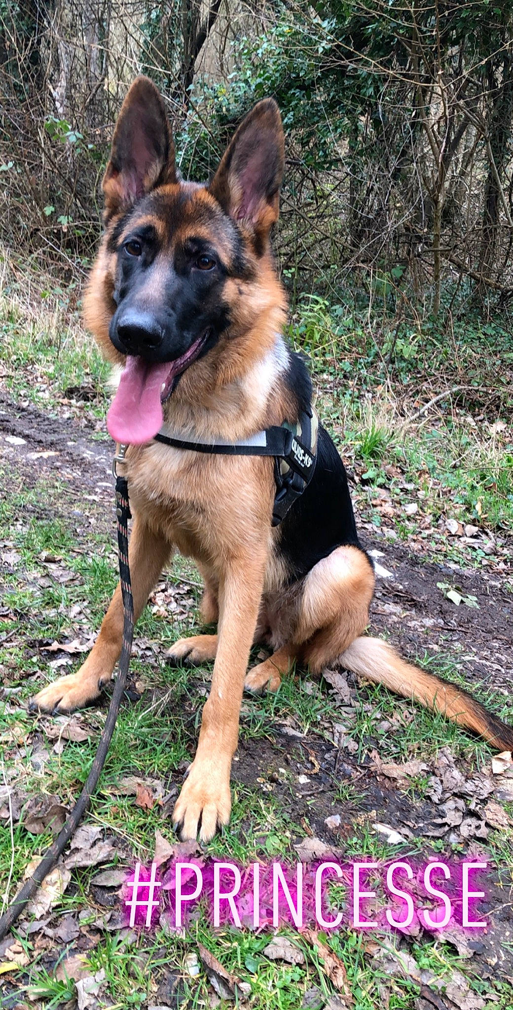 Princesse participe au concours pour gagner de l'argent avec cette photo : canidae, carnivore, collar, companion_dog, dog, dog_breed, dog_collar, east_european_shepherd, fawn, german_shepherd_dog, grass, herding_dog, old_german_shepherd_dog, plant, snout, soil, sporting_group, tail, tree, working_dog