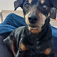 Guess a rejoint le concours — aidez-le/la à gagner de superbes lots ! animal, black_dog, blanket, canine, cozy, cute, dog, ears, eyes, floor, fur, furniture, indoor, looking, nose, pet, room, sitting, small_dog, tan_markings