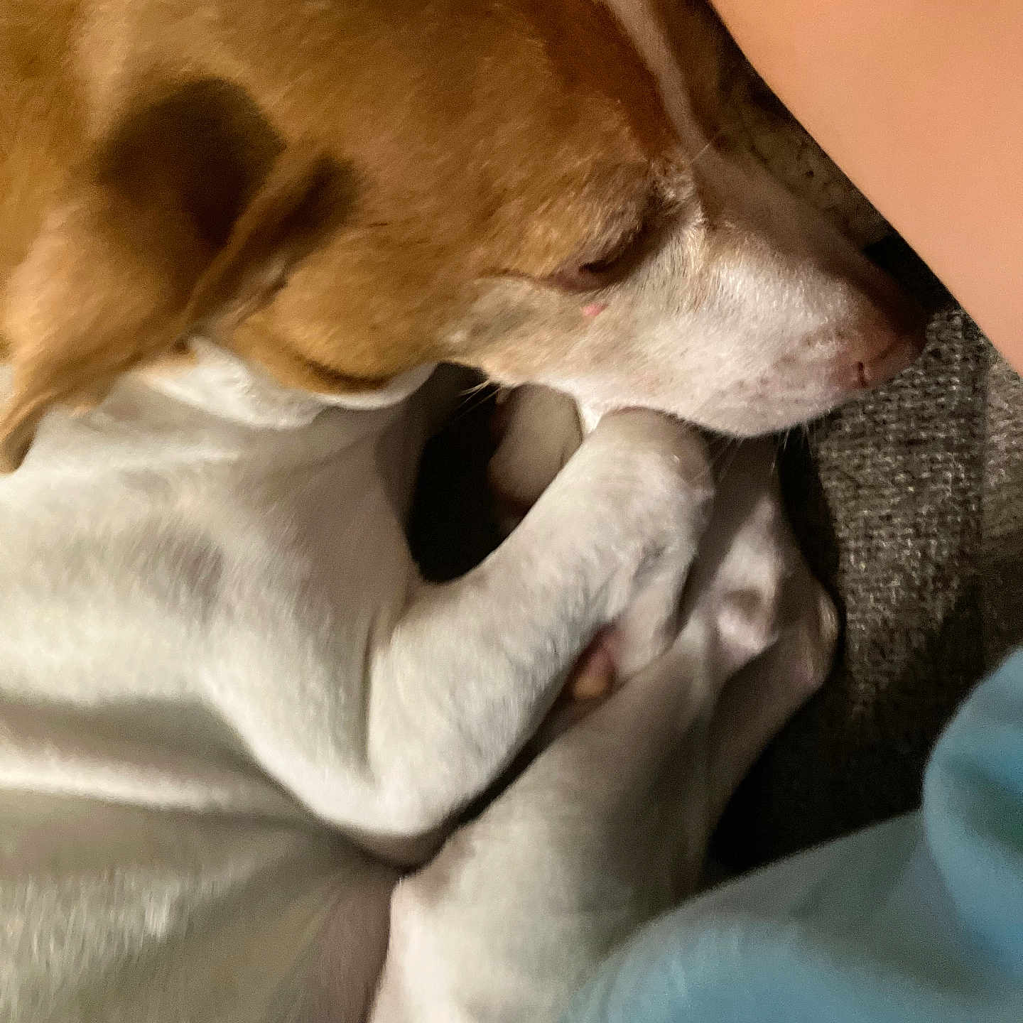 Melody joined the competition — help win amazing prizes! dog, sleeping, brown_and_white_fur, curled_up, resting, close_up, pet, animal, cozy, indoor, soft_surface, paw, calm, intimate, relaxed, fur, companion, domestic, cute, snuggle