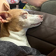 Melody joined the competition — help win amazing prizes! dog, resting, brown_coat, white_coat, closed_eyes, leather_couch, blanket, indoor, relaxation, side_profile, ear, snout, furniture, human_arm, cozy, sleeping, pet, domestic, closeup, calm