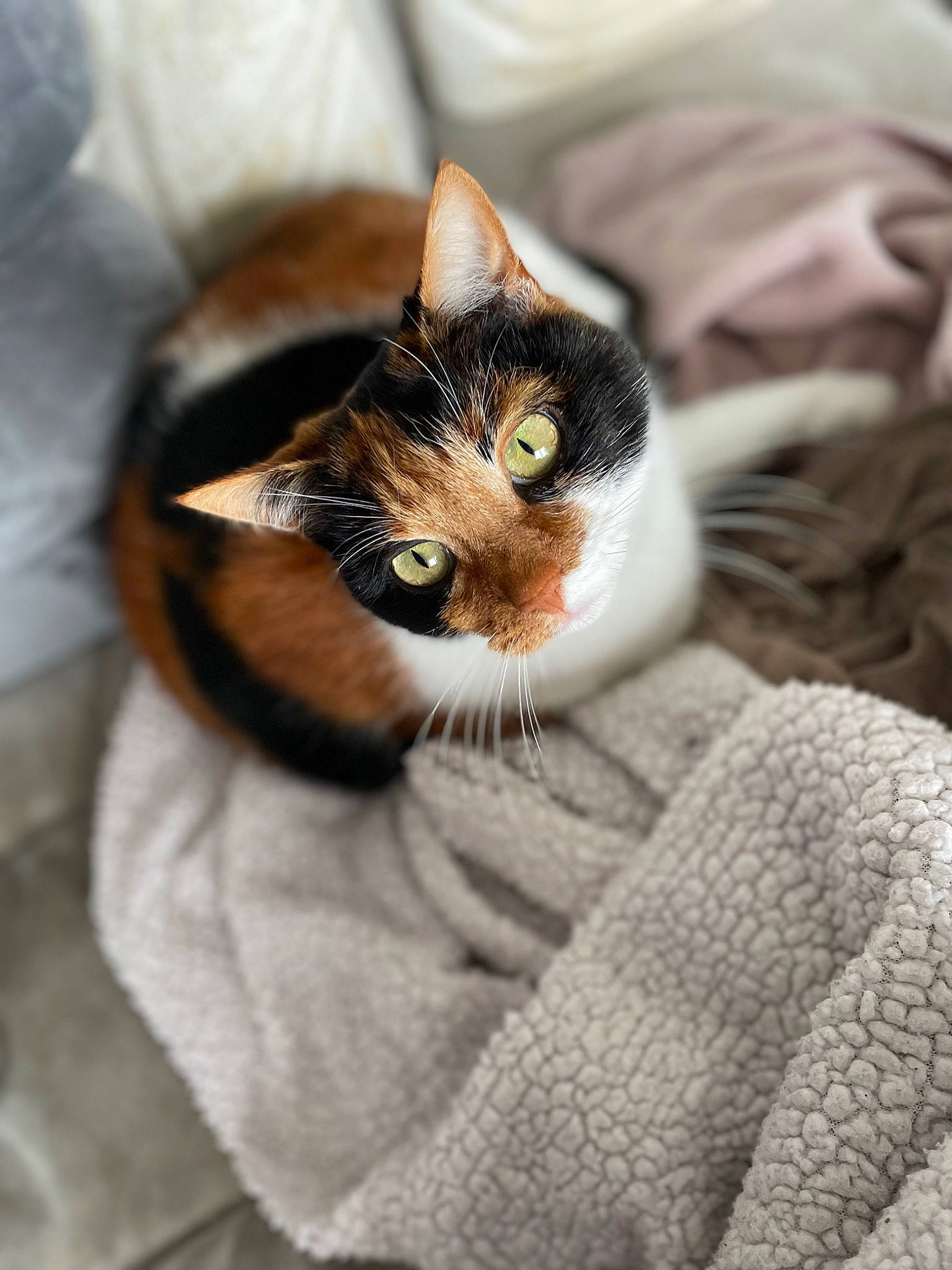 Kittie a rejoint le concours — aidez-le/la à gagner de superbes lots ! box, carnivore, cat, comfort, domestic_short_haired_cat, ear, eye, eyelash, fawn, felidae, grey, head, human_body, iris, small_to_medium_sized_cats, snout, tree, whiskers, window, wood