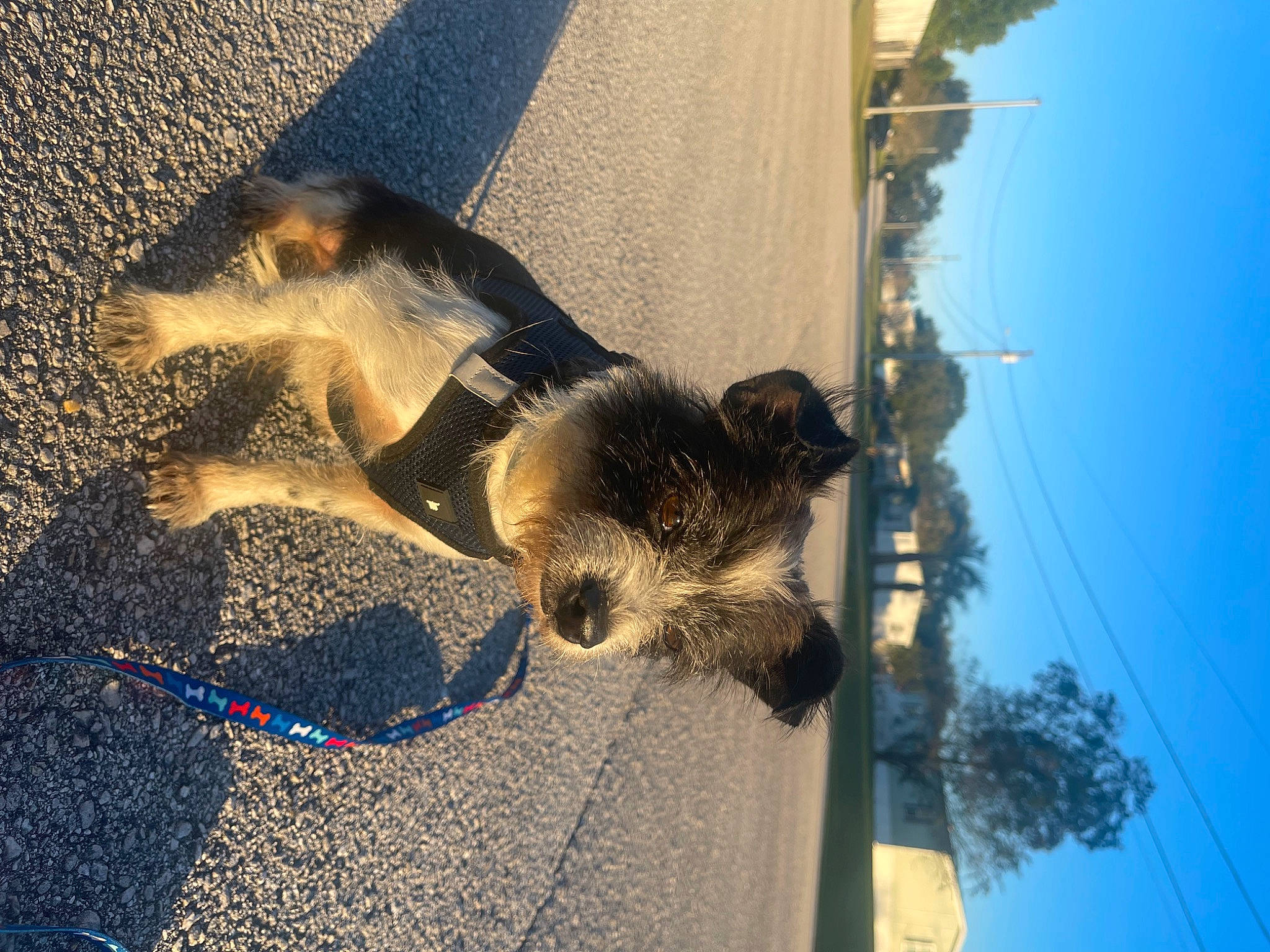 Max joined the competition — help win amazing prizes! canidae, carnivore, dog, dog_breed, electric_blue, fawn, leisure, plant, road_surface, shadow, sky, soil, sporting_group, street_light, sunglasses, sunlight, tail, tints_and_shades, tree, water