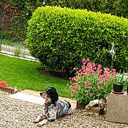 Lucky participe au concours pour gagner de l'argent avec cette photo : bush, calm, canine, dog, flora, flowers, garden, gravel, greenery, lawn, nature, outdoor, peaceful, pet, plants, potted_plants, relaxed, shrub, summer, sunlight