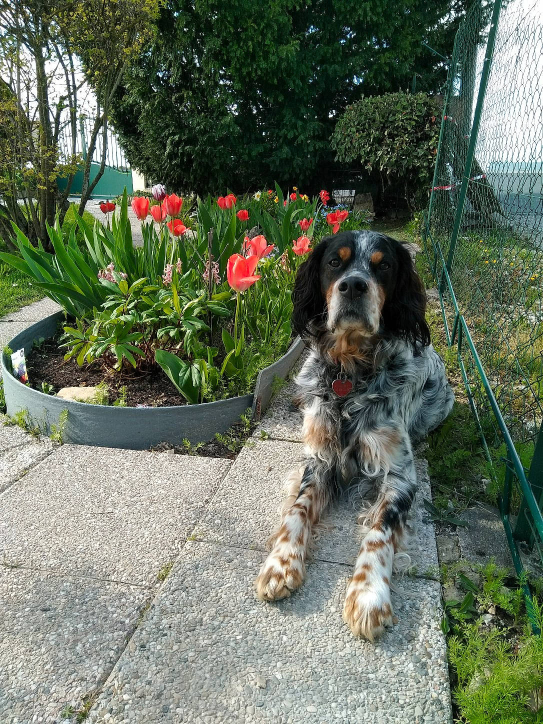 Lucky participe au concours pour gagner de l'argent avec cette photo : annual_plant, carnivore, collar, companion_dog, corn_on_the_cob, dog, dog_breed, flower, flowerpot, garden, grass, landscaping, plant, shrub, sporting_group, tail, toy_dog, tree, water_dog, working_dog
