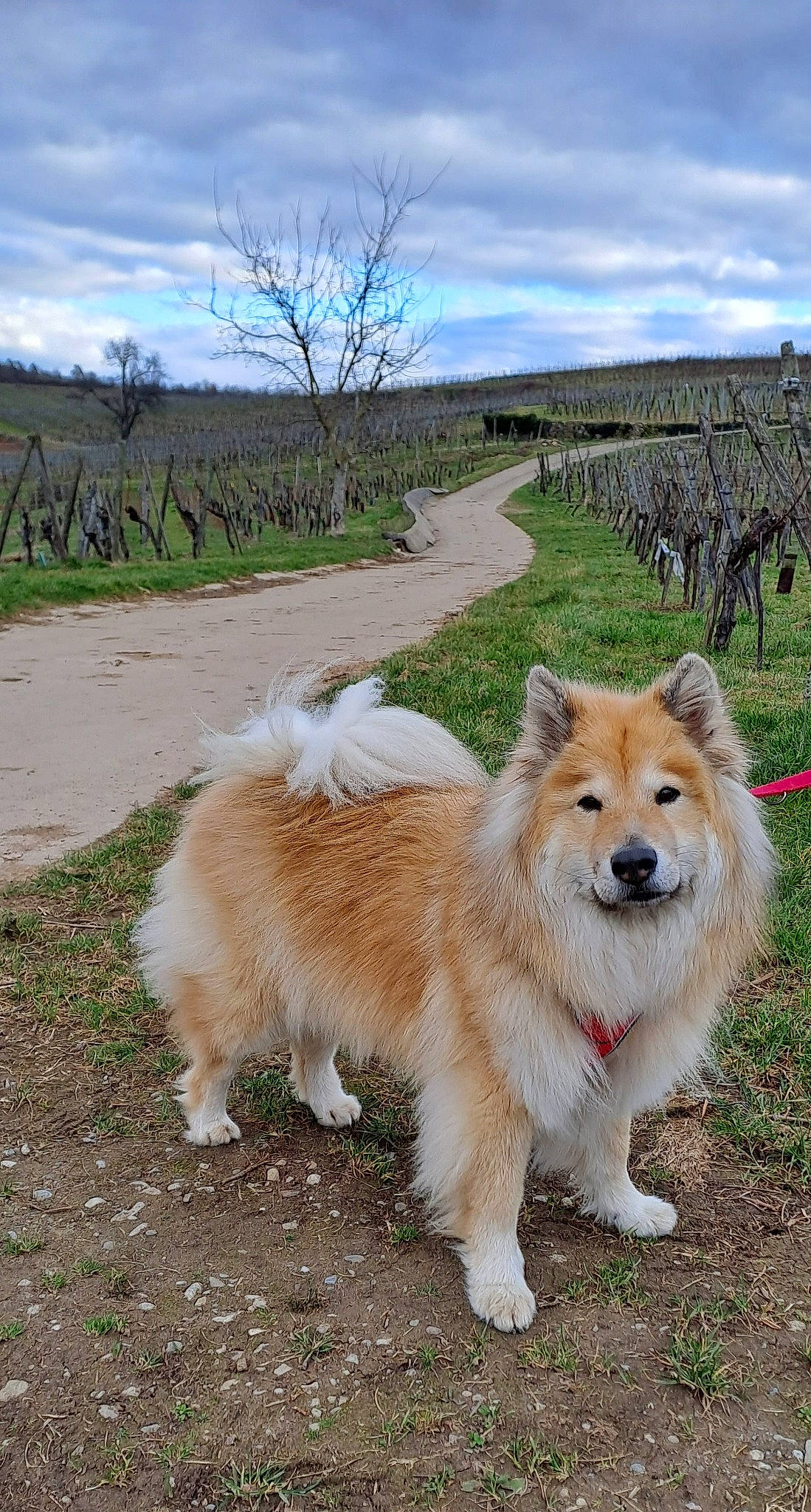 Oslo a rejoint le concours — aidez-le/la à gagner de superbes lots ! canidae, carnivore, cloud, companion_dog, dog, dog_breed, fawn, fur, grass, grassland, landscape, plant, sky, snout, sporting_group, tail, terrestrial_animal, tree, working_animal, working_dog