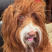 Prada is registered to the contest to win money with this photo: adorable, animal, brown, canine, closeup, cute, dog, domestic_animal, face, fluffy, fur, indoors, long_hair, mammal, pet, pink_bow, playful, portrait, tongue_out, whiskers
