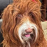 adorable, animal, brown, canine, closeup, cute, dog, domestic_animal, face, fluffy, fur, indoors, long_hair, mammal, pet, pink_bow, playful, portrait, tongue_out, whiskers