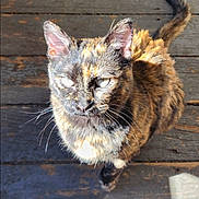Harlow is registered to the contest to win money with this photo: cat, tortoiseshell, pet, animal, outdoor, wooden_deck, sunlight, fur, whiskers, tail, curious, looking_up, domestic_cat, mammal, daylight, close_up, texture, shadow, natural_light, feline