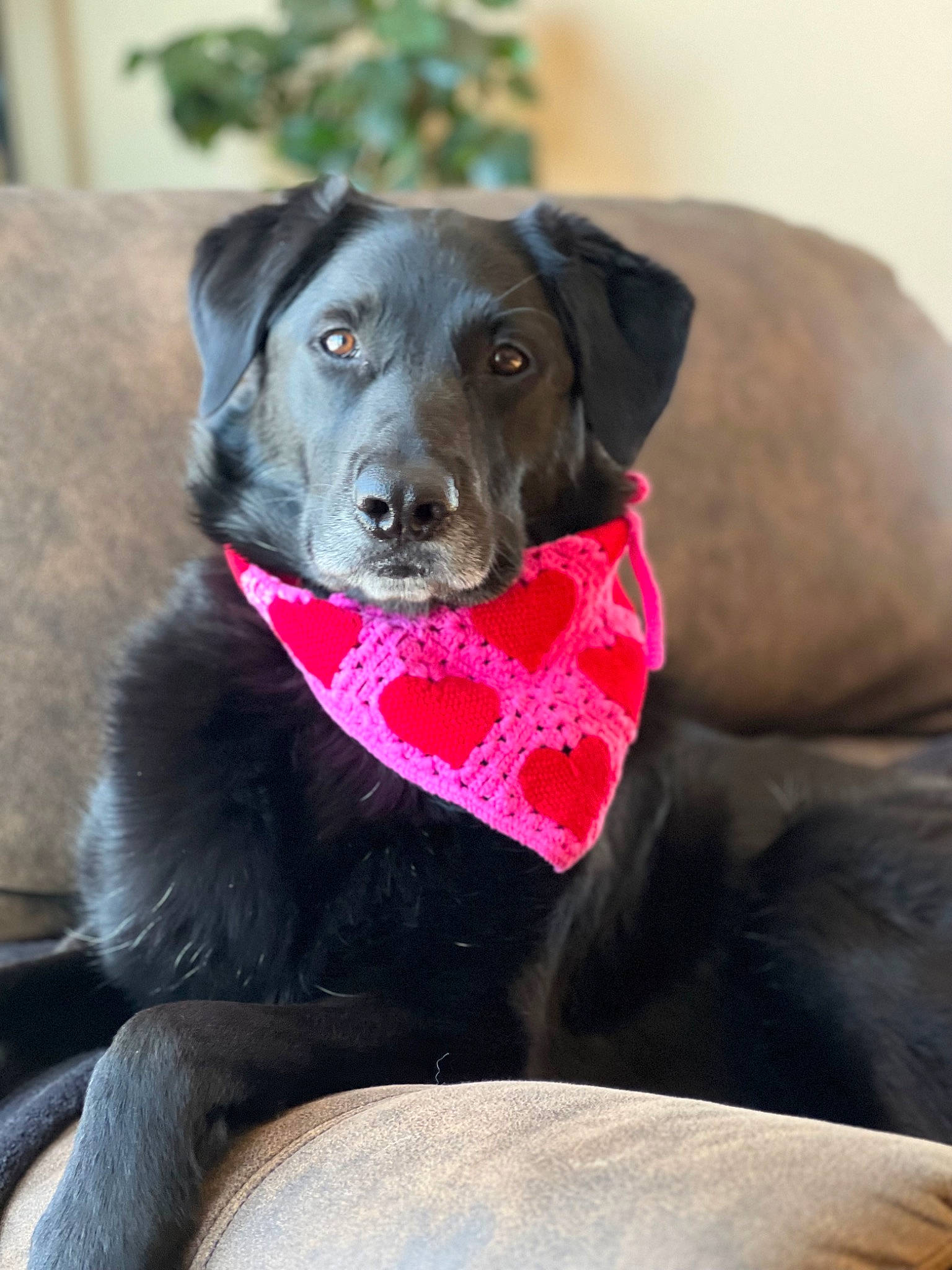 Ruby Que is registered to the contest to win money with this photo: borador, canidae, carnivore, collar, comfort, companion_dog, dog, dog_breed, dog_collar, dog_supply, fur, gun_dog, hunting_dog, liver, natural_material, pet_supply, snout, sporting_group, whiskers, working_animal