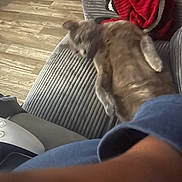 Rye joined the competition — help win amazing prizes! cat, couch, red_blanket, striped_fabric, wood_floor, arm, indoor, pet, furniture, relaxing, blur, motion, cozy, home, living_room, animal, resting, soft_texture, casual, domestic