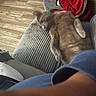 cat, couch, red_blanket, striped_fabric, wood_floor, arm, indoor, pet, furniture, relaxing, blur, motion, cozy, home, living_room, animal, resting, soft_texture, casual, domestic