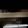 Rye is registered to the contest to win money with this photo: cat, gray_cat, indoor, shelf, electronics, dark, shadow, pet, animal, curious, peeking, feline, household, quiet, resting, hidden, domestic, cute, whiskers, ears