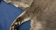 Rye is registered to the contest to win money with this photo: cat, gray_cat, pet, feline, indoor, floor, blue_surface, relaxed, animal, fur, whiskers, claws, domestic_animal, side_view, resting, home, wood_floor, collar, paw, furniture